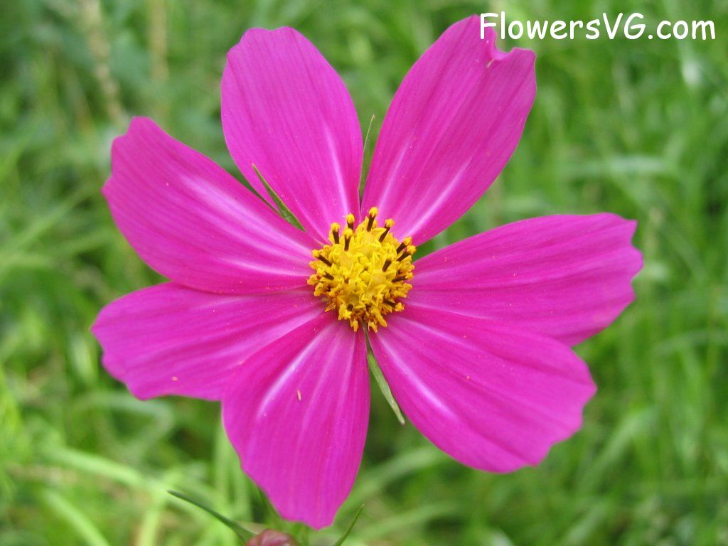 daisy flower Photo cflowers4845.jpg