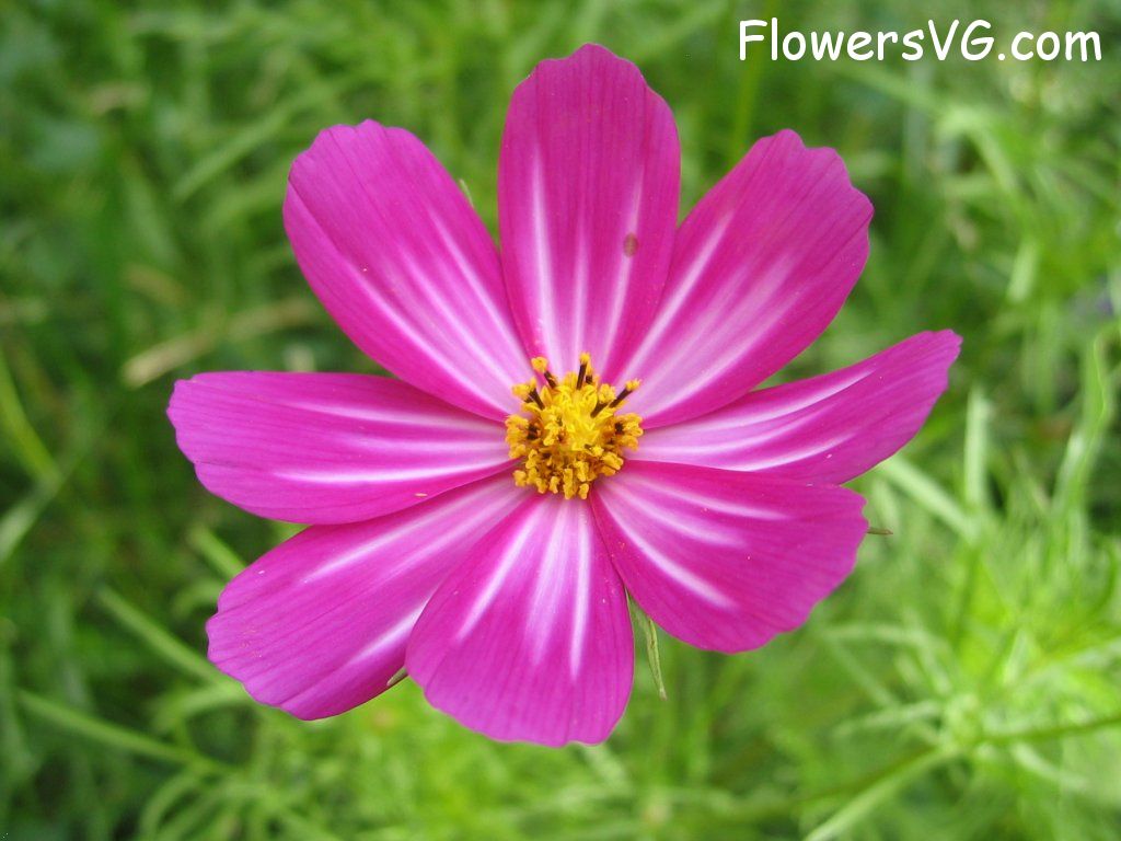 daisy flower Photo cflowers4850.jpg