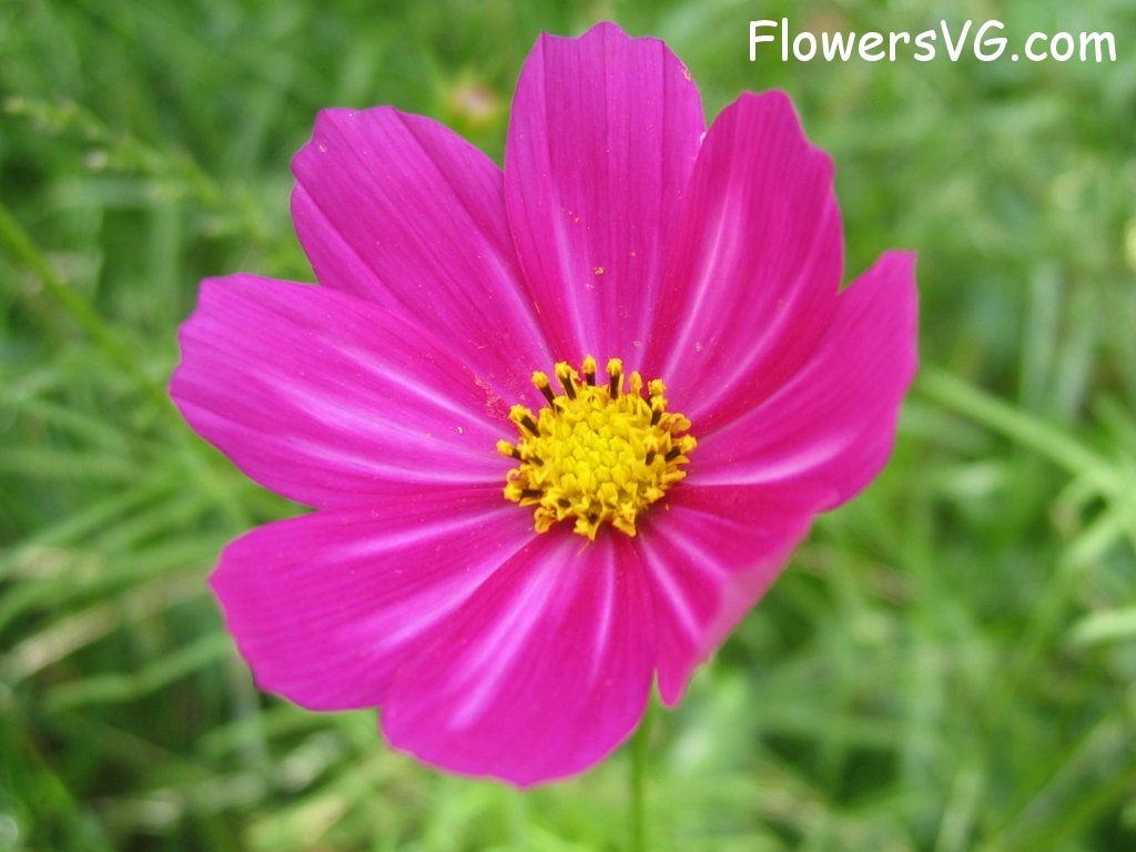 daisy flower Photo cflowers4853.jpg