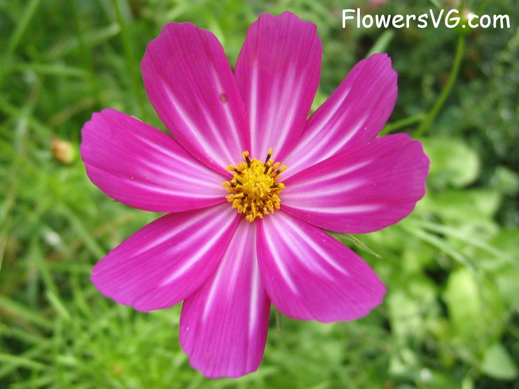 daisy flower Photo cflowers4856.jpg