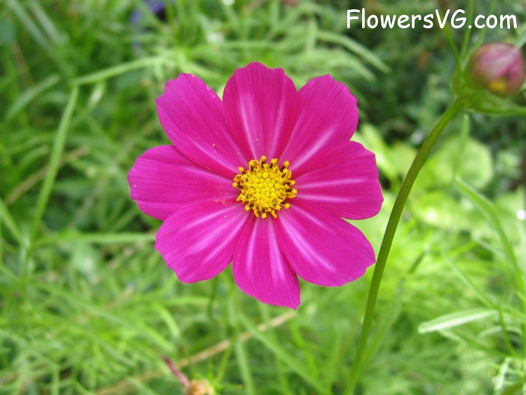 daisy flower Photo cflowers4857.jpg