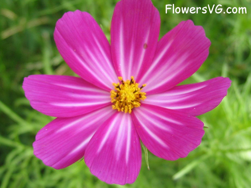 daisy flower Photo cflowers4864.jpg