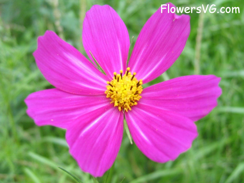 daisy flower Photo cflowers4879.jpg