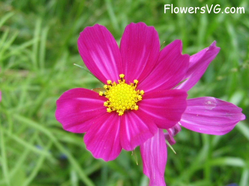 daisy flower Photo cflowers5013.jpg