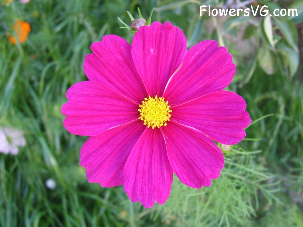 daisy flower Photo cflowers5524.jpg