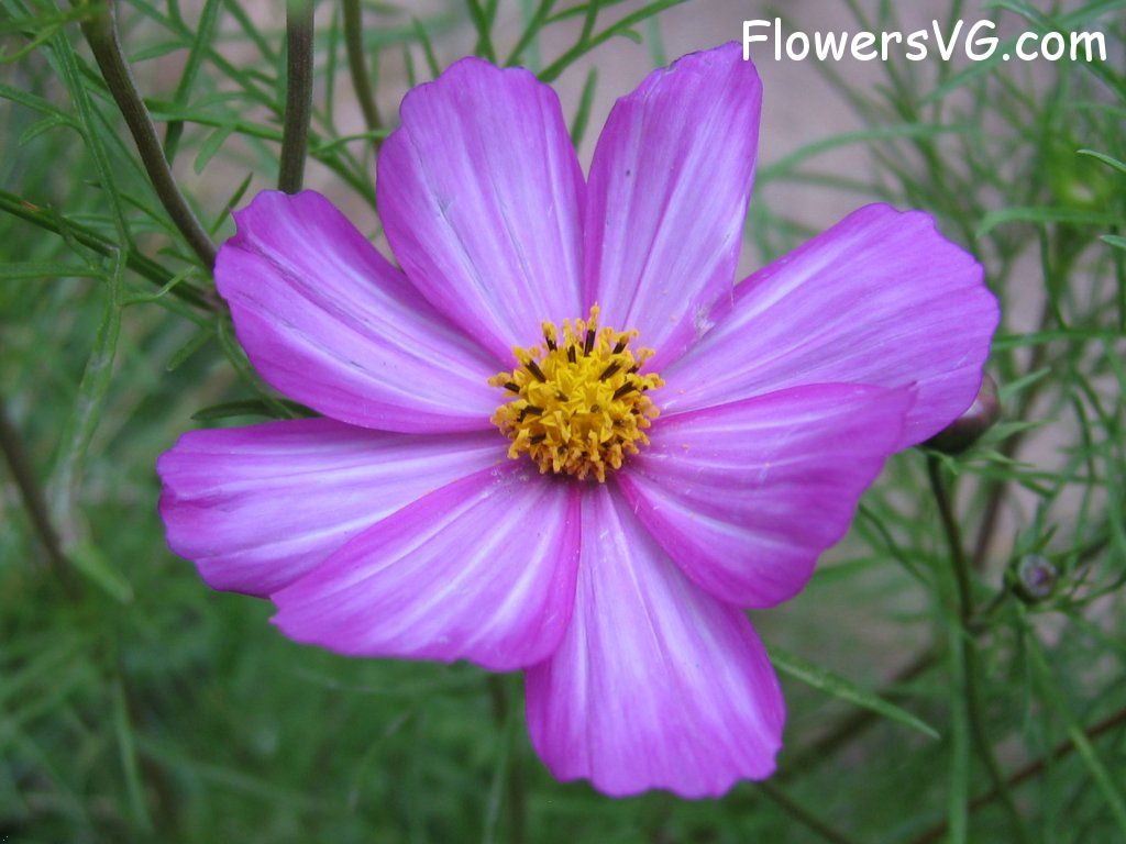 daisy flower Photo cflowers5701.jpg