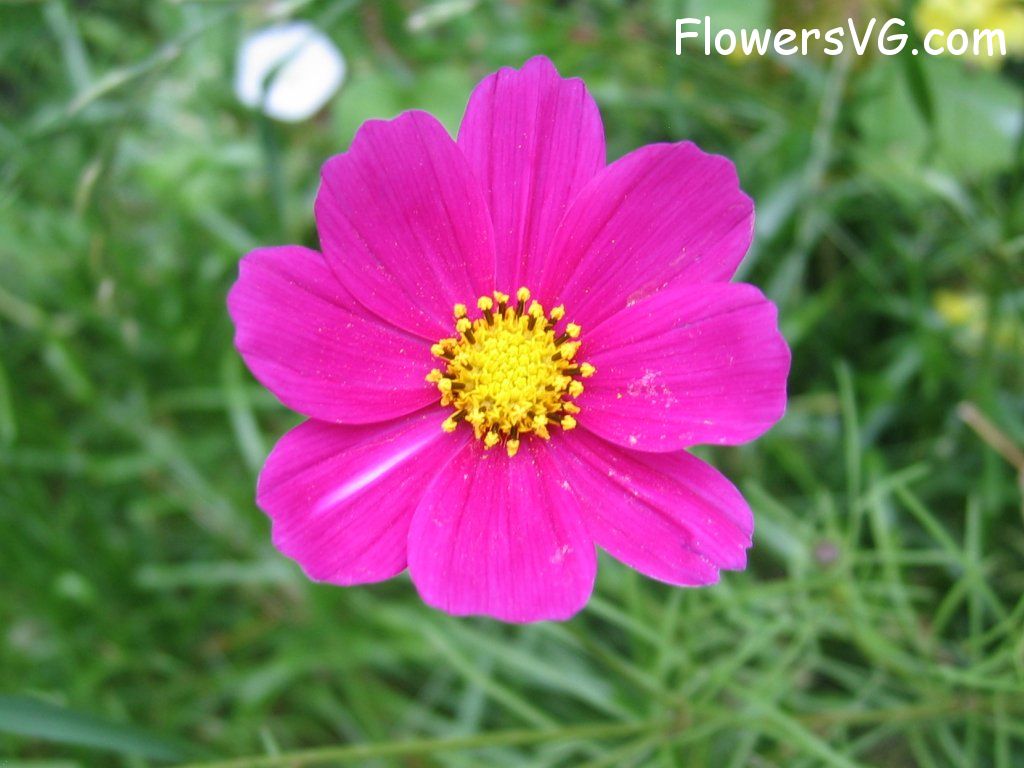 daisy flower Photo cflowers5709.jpg