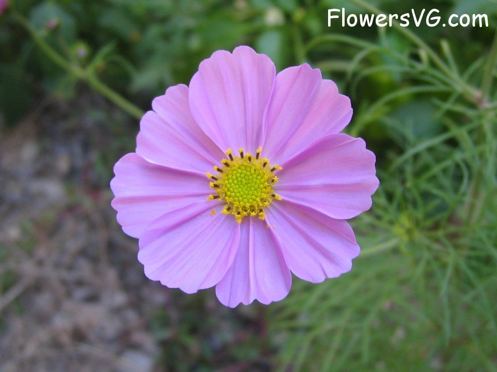 daisy flower Photo cflowers5736.jpg