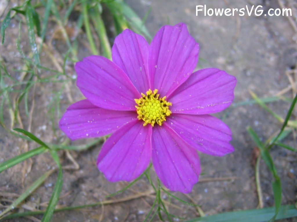daisy flower Photo cflowers5746.jpg