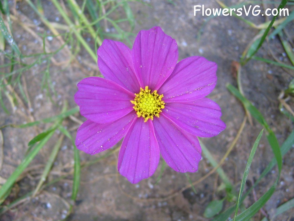 daisy flower Photo cflowers5747.jpg