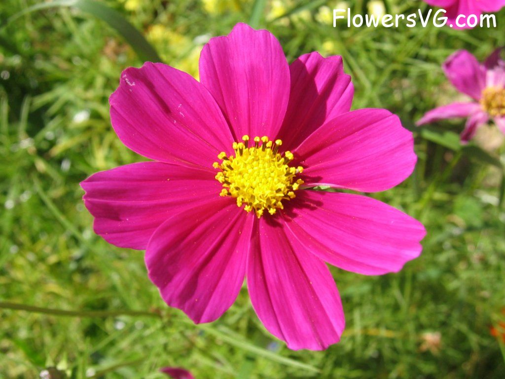 daisy flower Photo cflowers5760.jpg