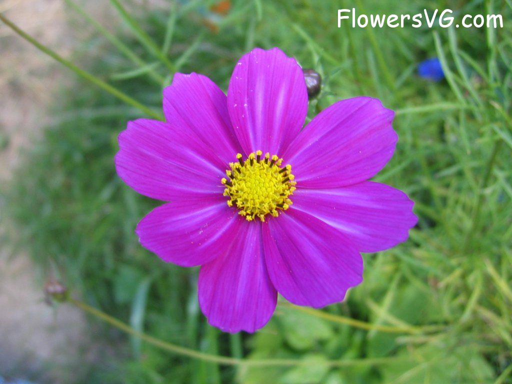 daisy flower Photo cflowers5762.jpg