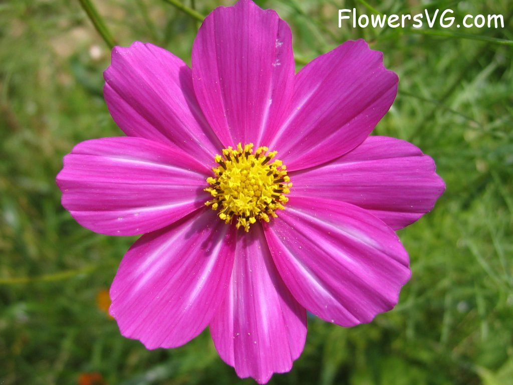 daisy flower Photo cflowers5770.jpg