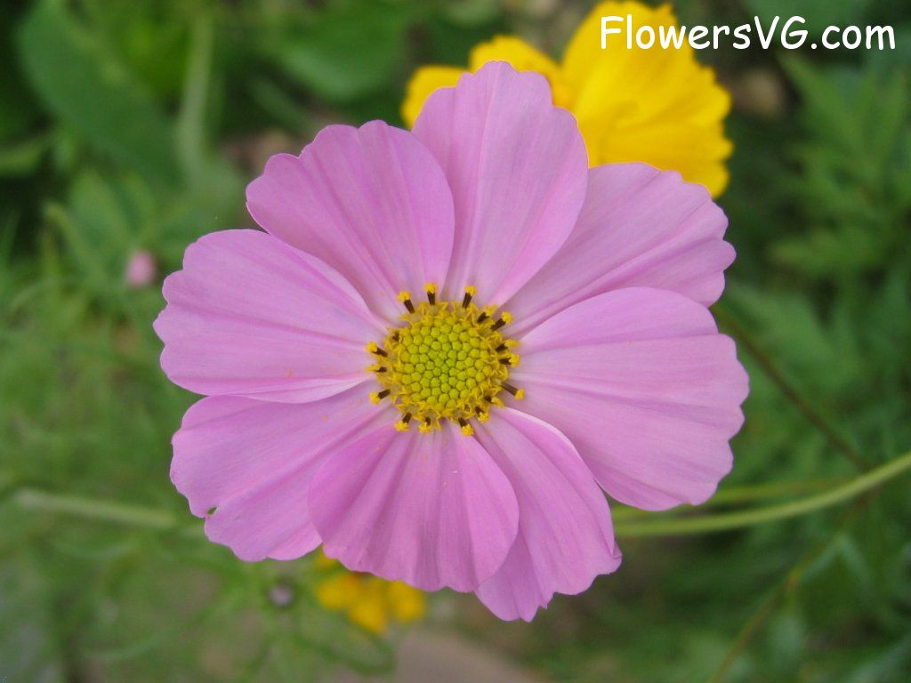 daisy flower Photo cflowers5807.jpg