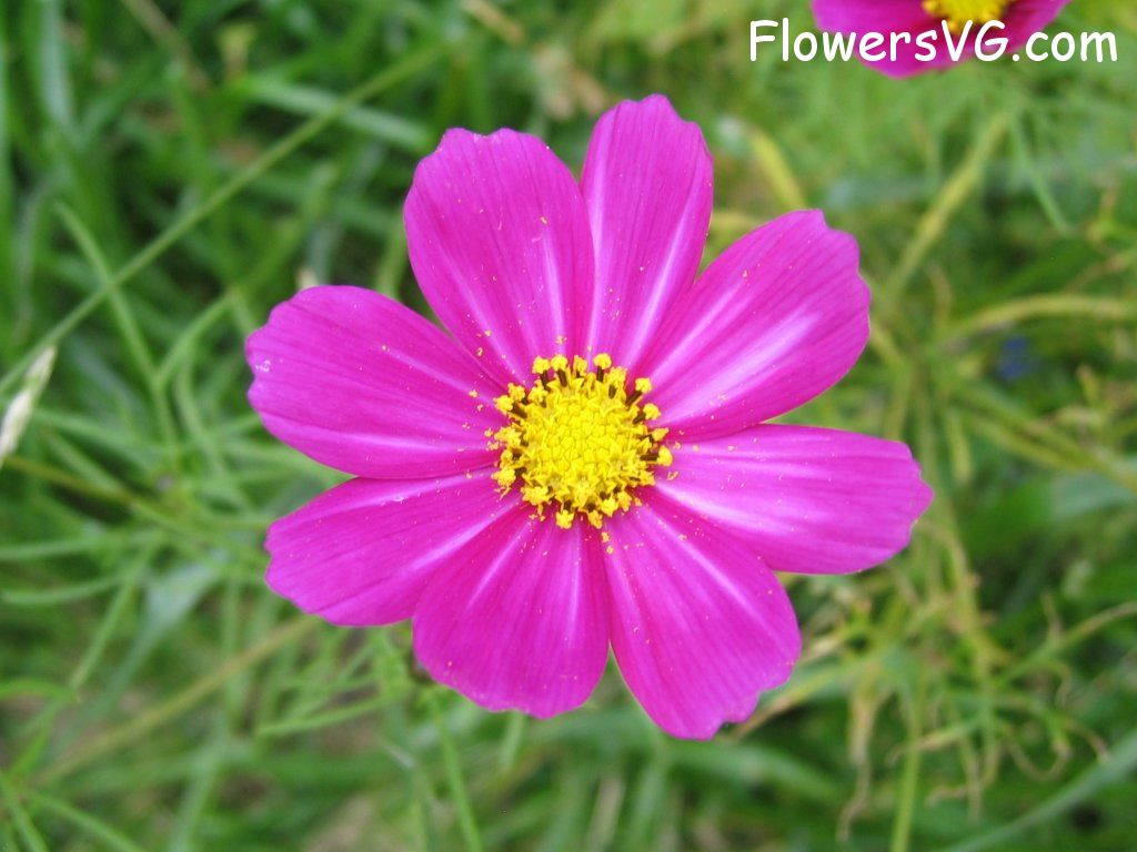 daisy flower Photo cflowers5833.jpg