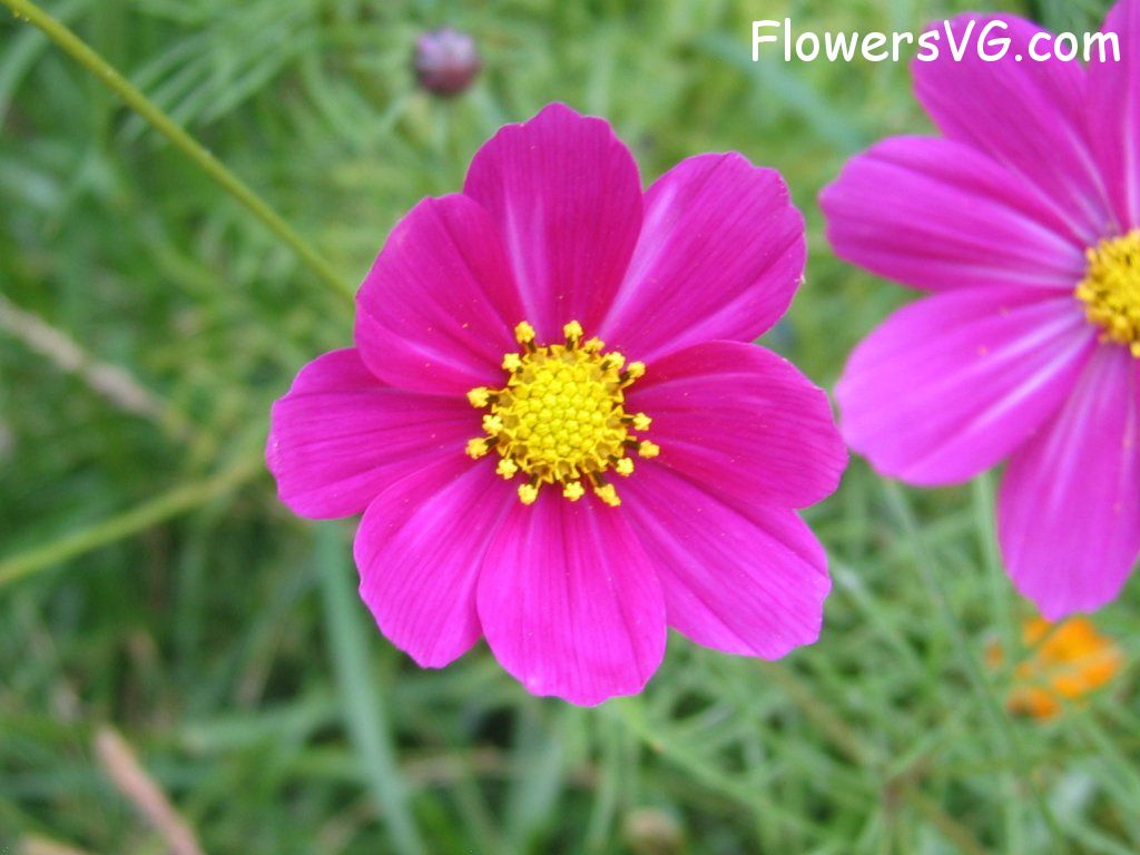 daisy flower Photo cflowers5959.jpg