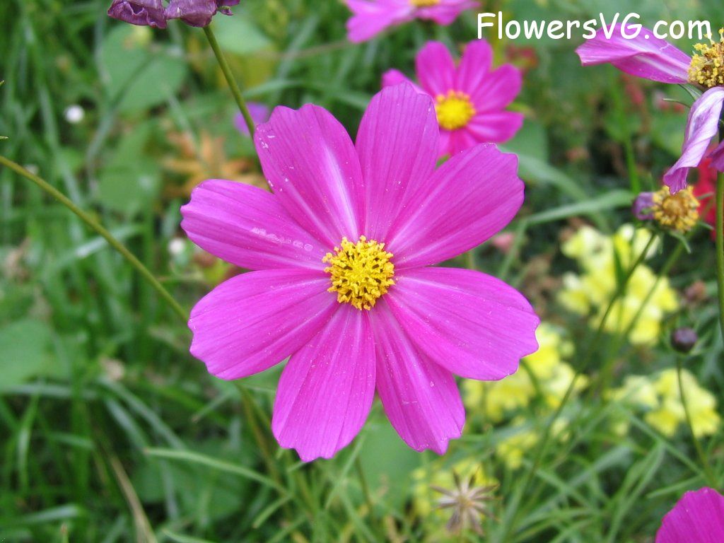 daisy flower Photo cflowers5975.jpg