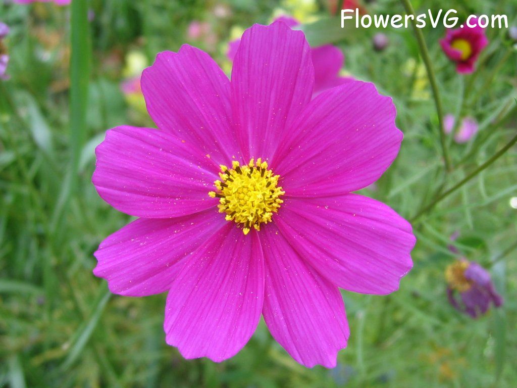 daisy flower Photo cflowers5976.jpg