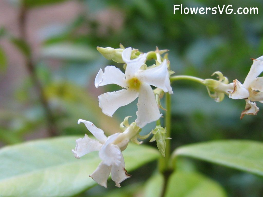 Photo eflowers0153.jpg