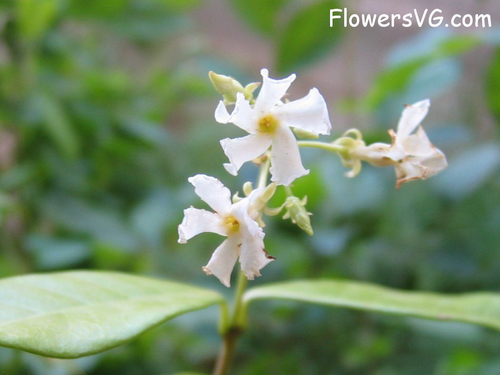 Photo eflowers0154.jpg