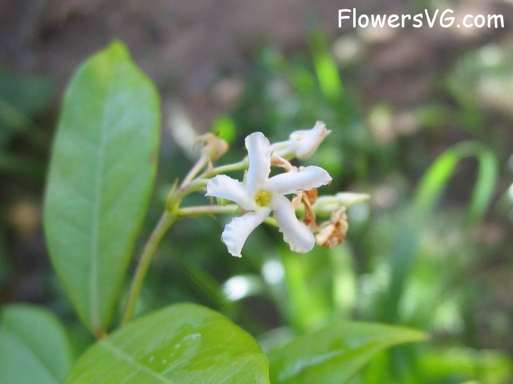 Photo eflowers0266.jpg