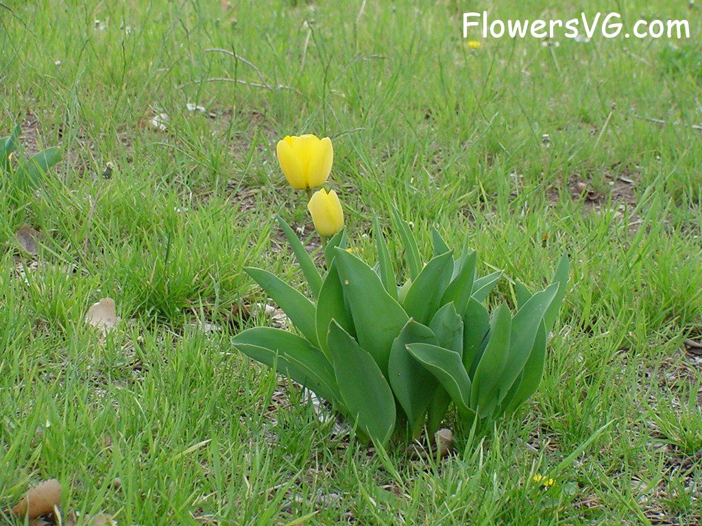 tulip flower Photo flower008.jpg