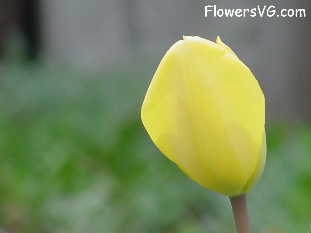 tulip flower Photo flower009.jpg