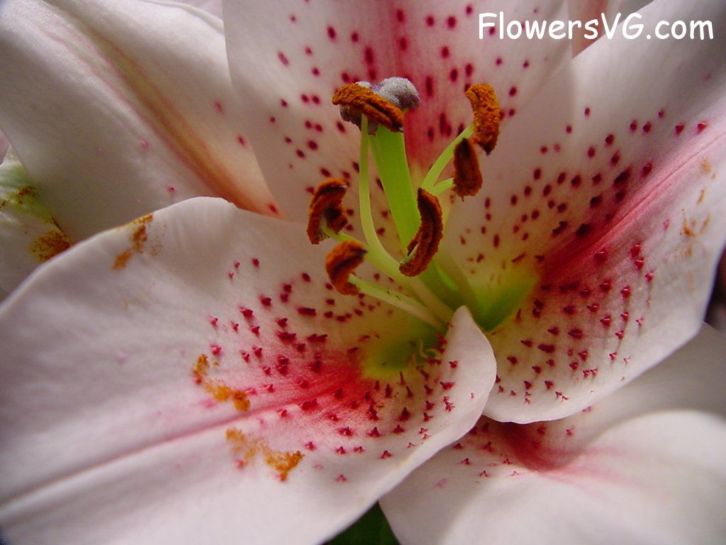 lily flower Photo flower060.jpg