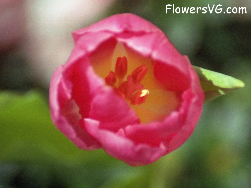 tulip flower Photo flower278.jpg