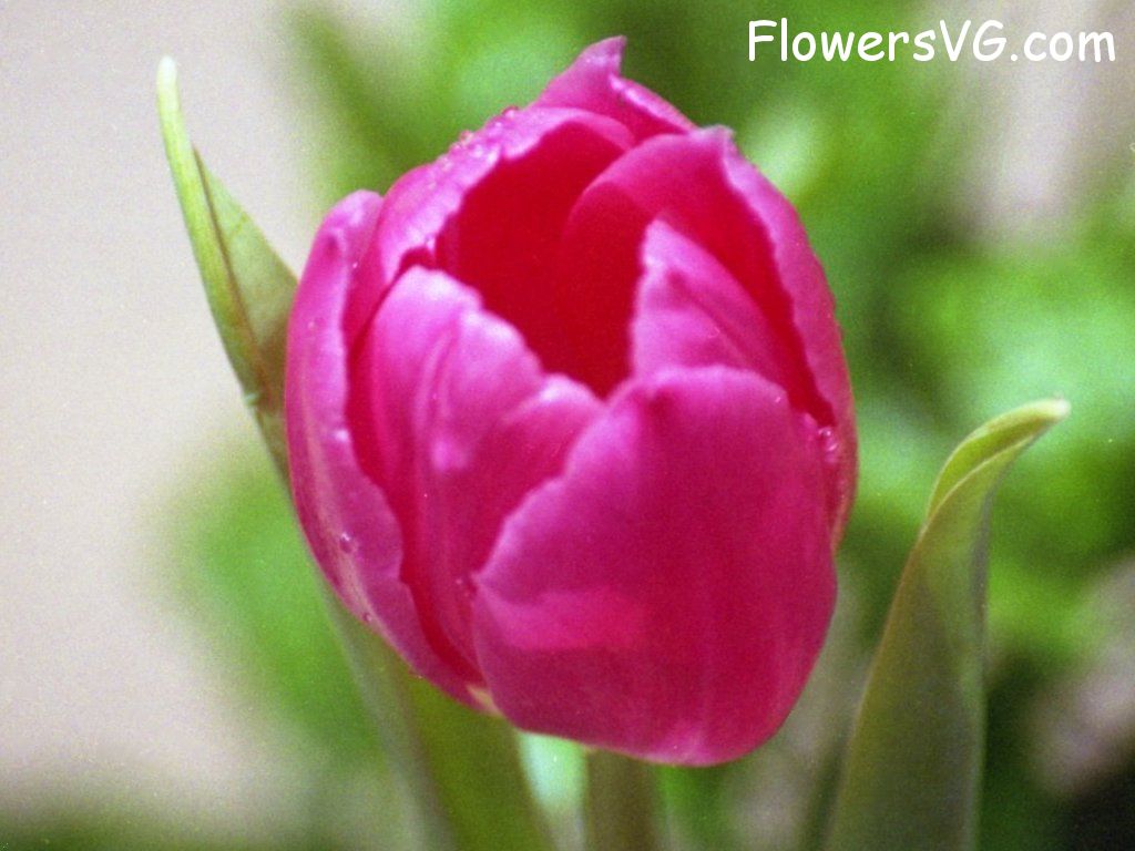 tulip flower Photo flower326.jpg