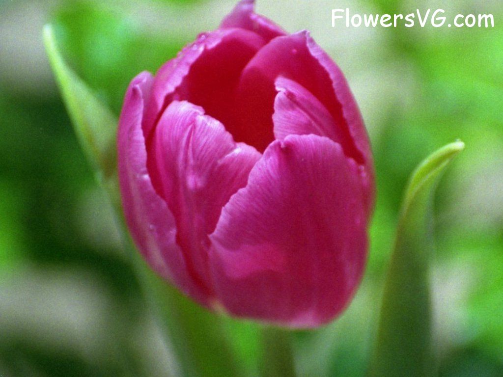 tulip flower Photo flower327.jpg