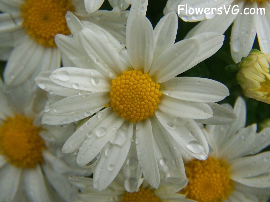 daisy flower Photo flowers_pics_0791.jpg