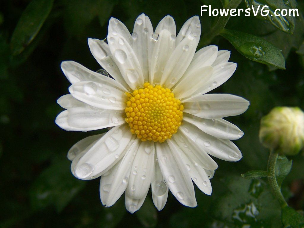 daisy flower Photo flowers_pics_0798.jpg
