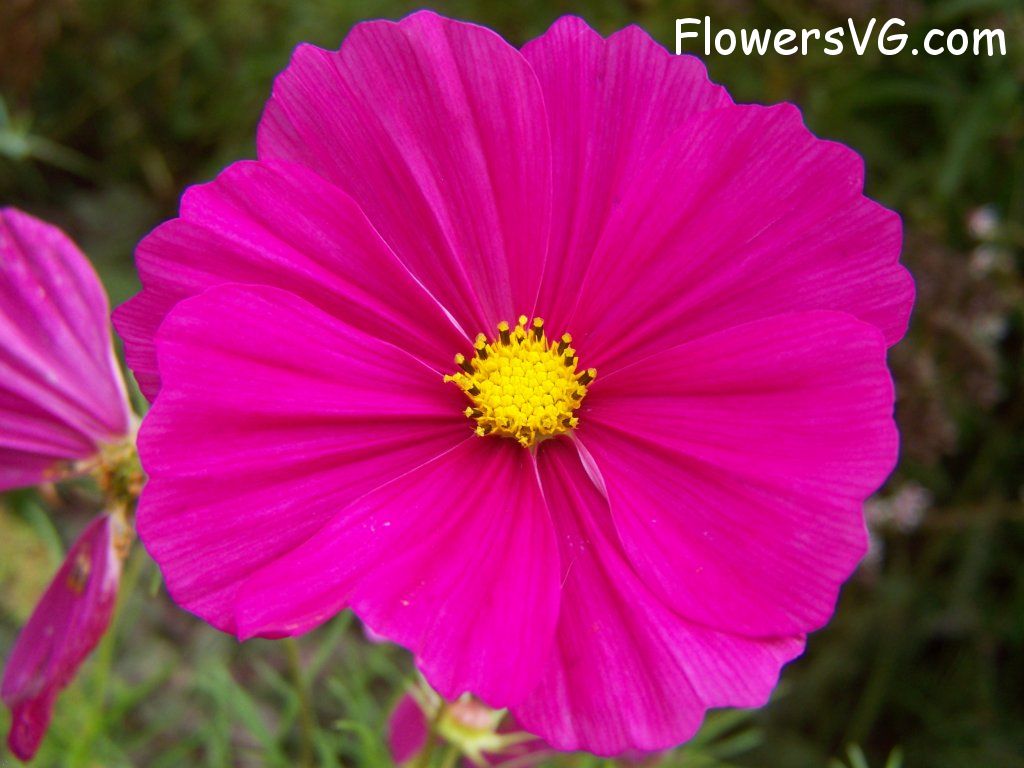daisy flower Photo flowers_pics_0800.jpg