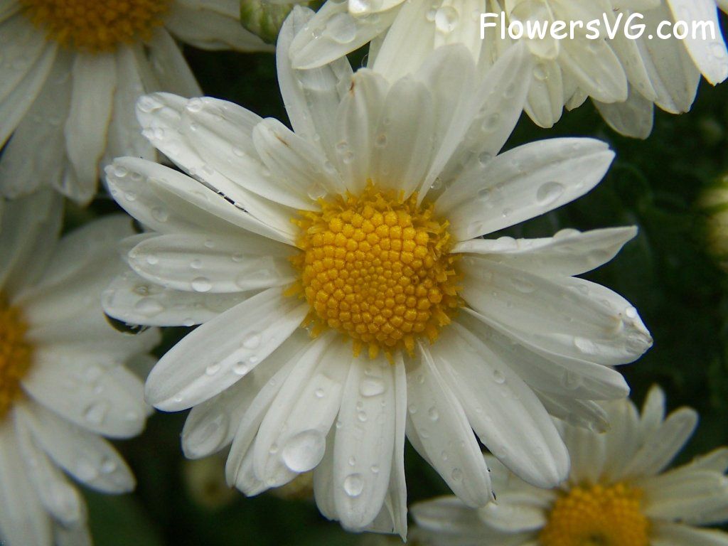 daisy flower Photo flowers_pics_0806.jpg