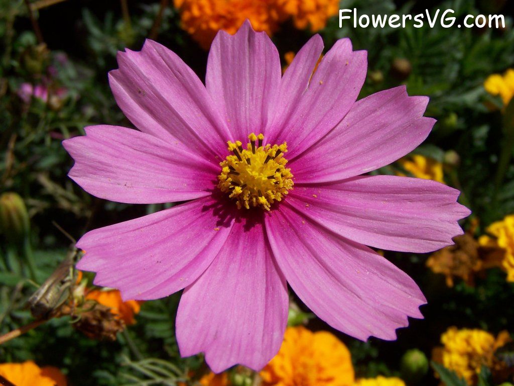 daisy flower Photo flowers_pics_0847.jpg