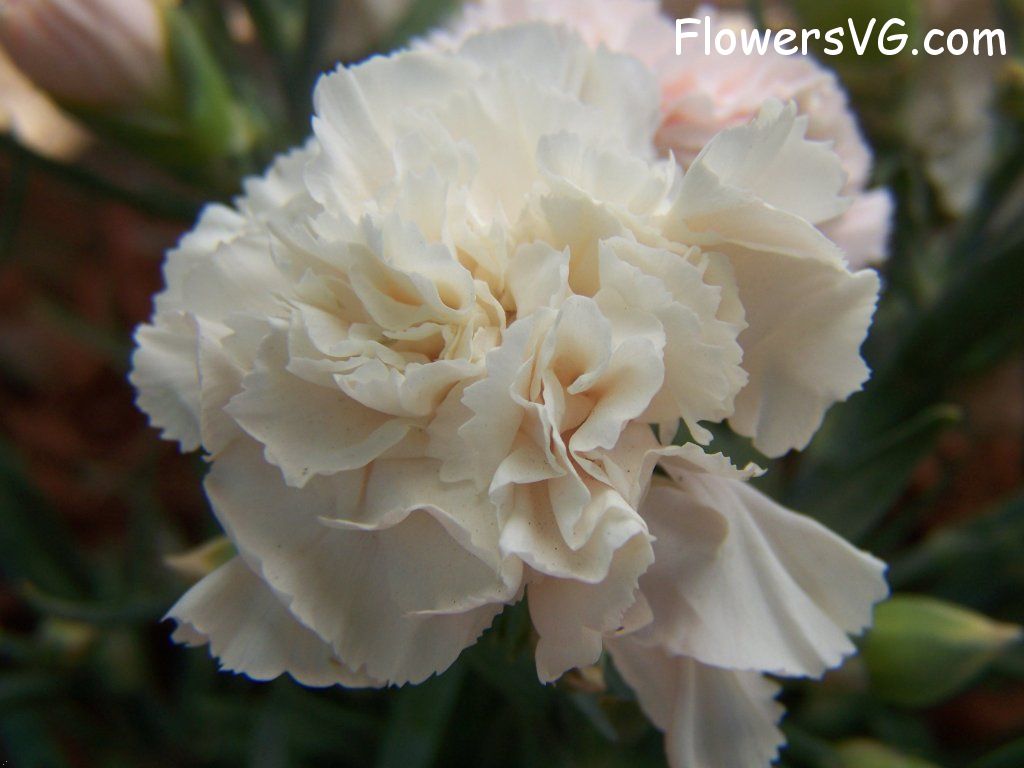 carnation flower Photo flowers_pics_2210.jpg