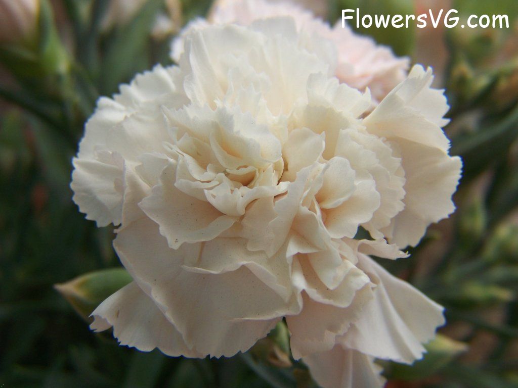 carnation flower Photo flowers_pics_2221.jpg