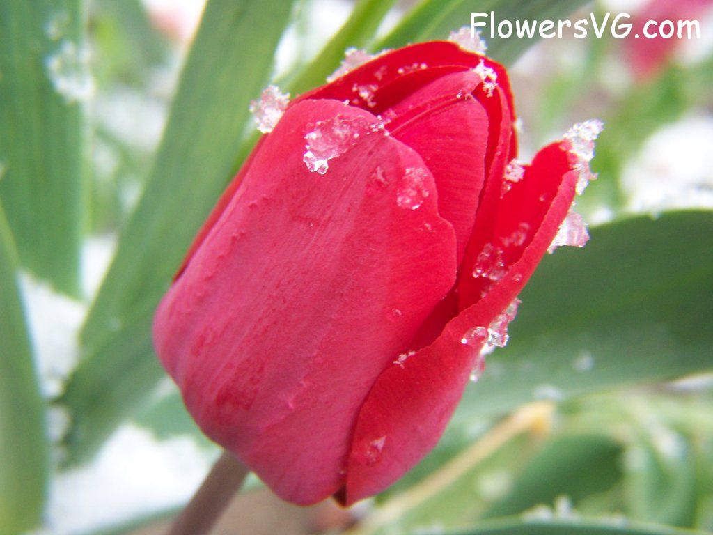 tulip flower Photo flowers_pics_2230.jpg