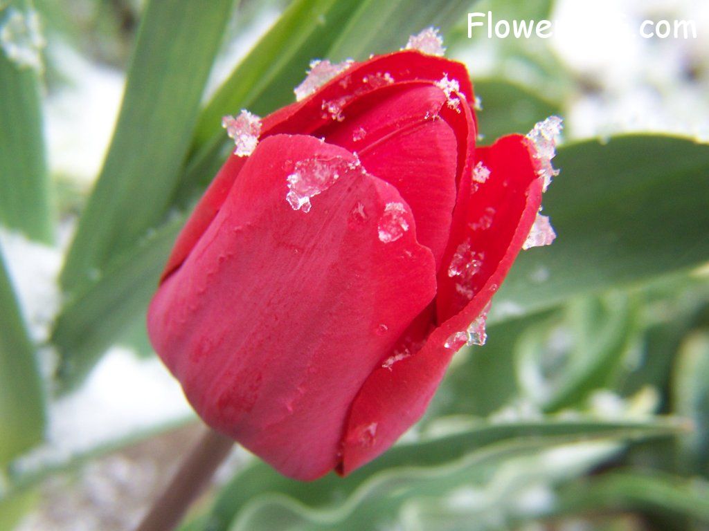 tulip flower Photo flowers_pics_2234.jpg