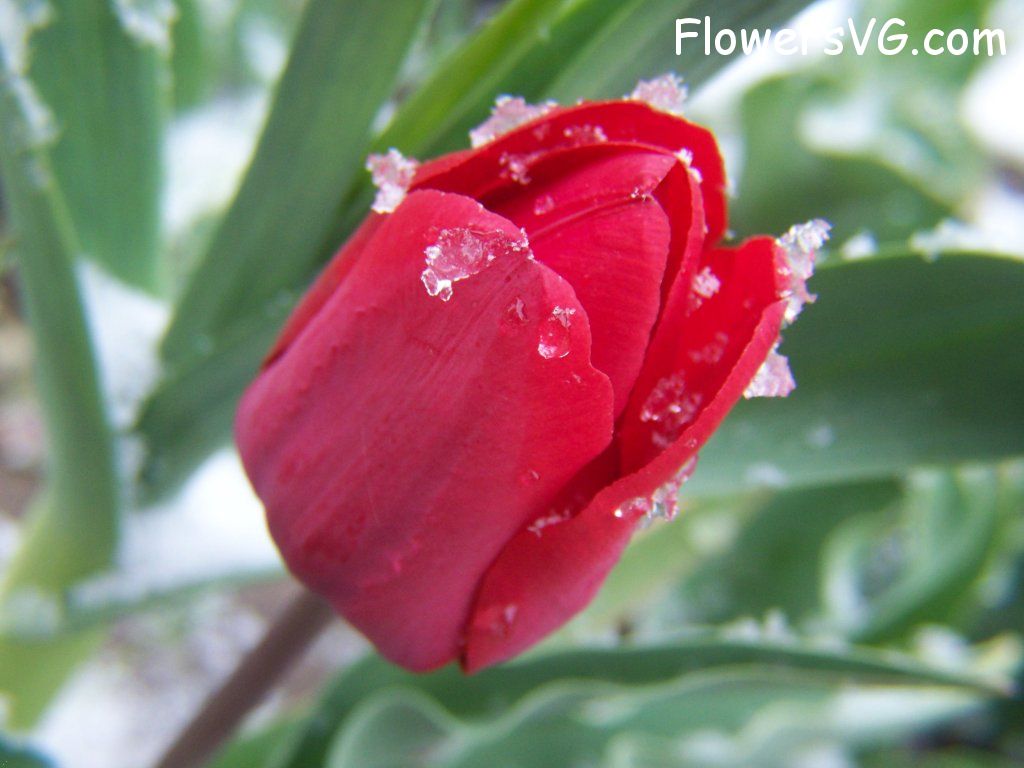 tulip flower Photo flowers_pics_2235.jpg