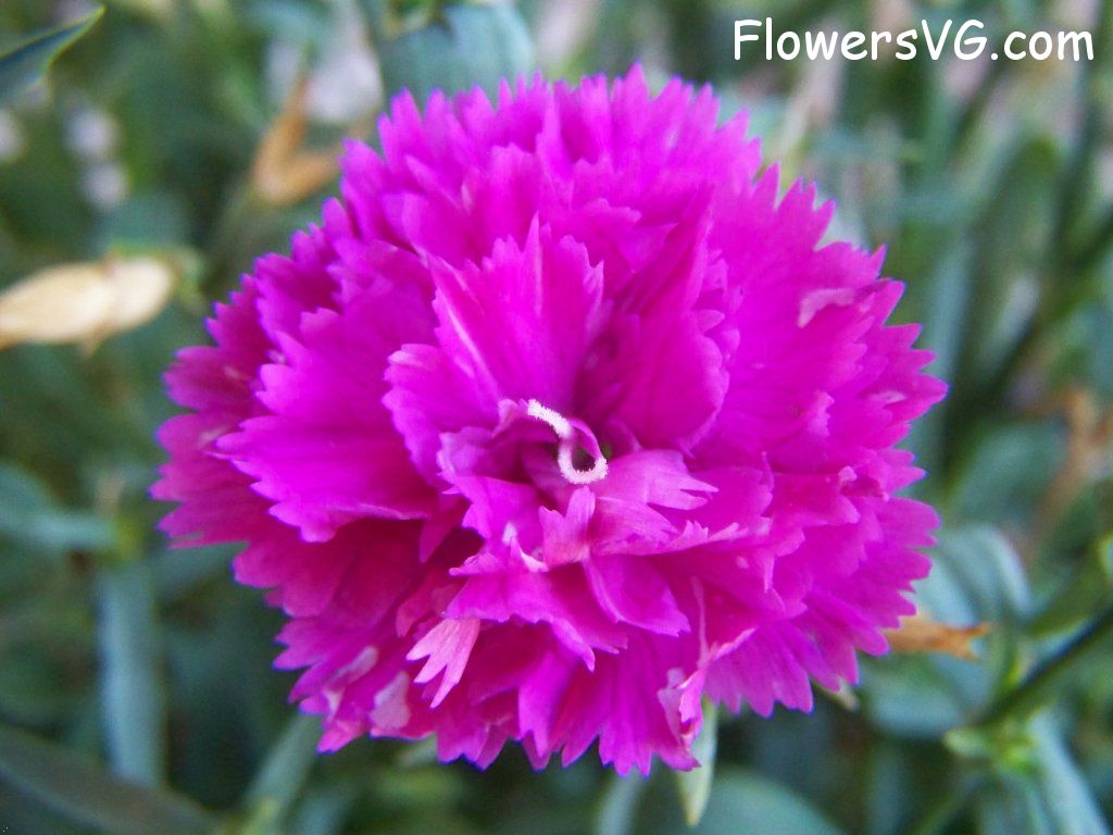 carnation flower Photo flowers_pics_2559.jpg