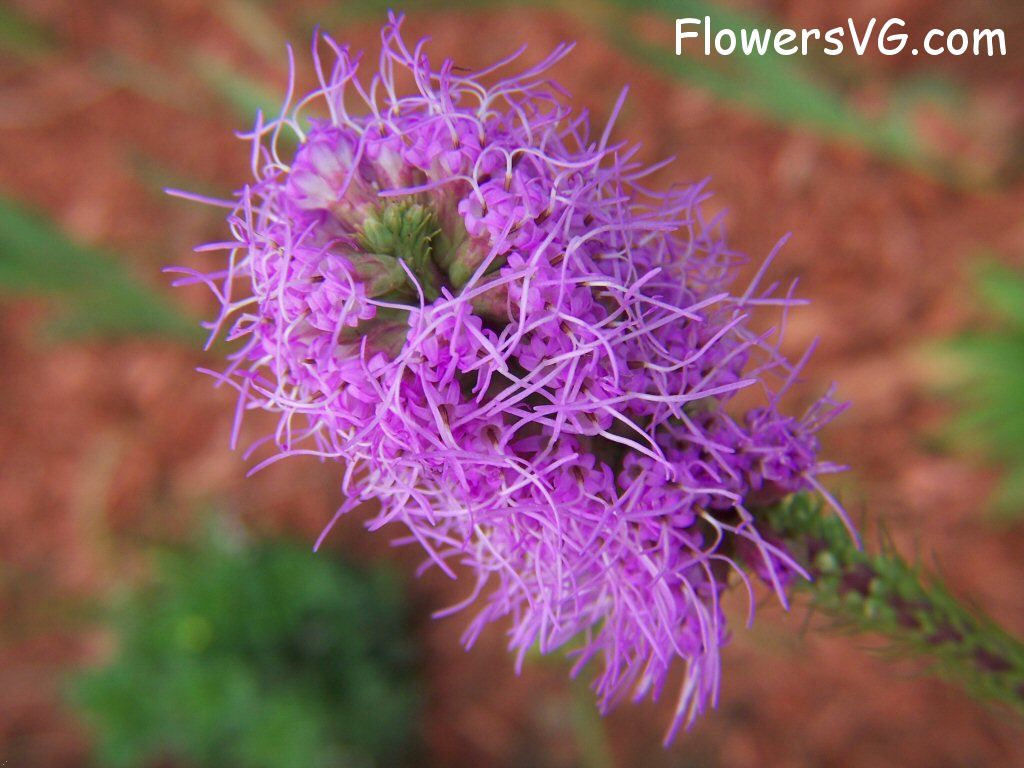 Photo flowers_pics_3149.jpg