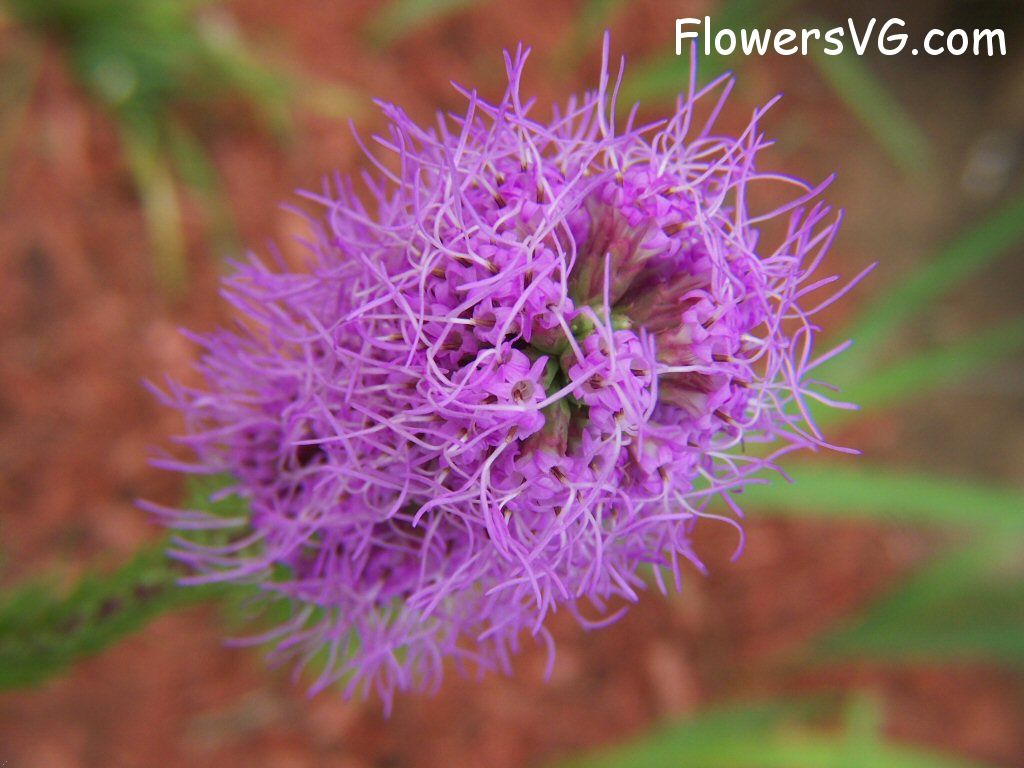 Photo flowers_pics_3152.jpg