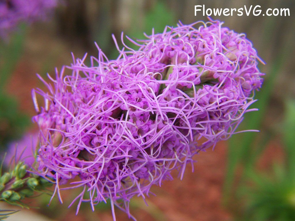 Photo flowers_pics_3156.jpg