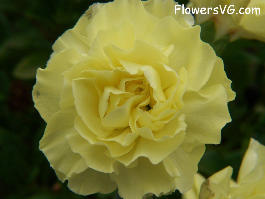 carnation flower Photo flowers_pics_3215.jpg