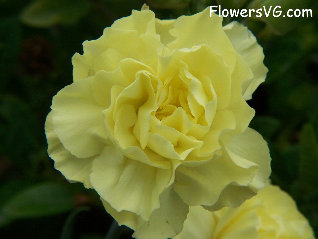 carnation flower Photo flowers_pics_3216.jpg