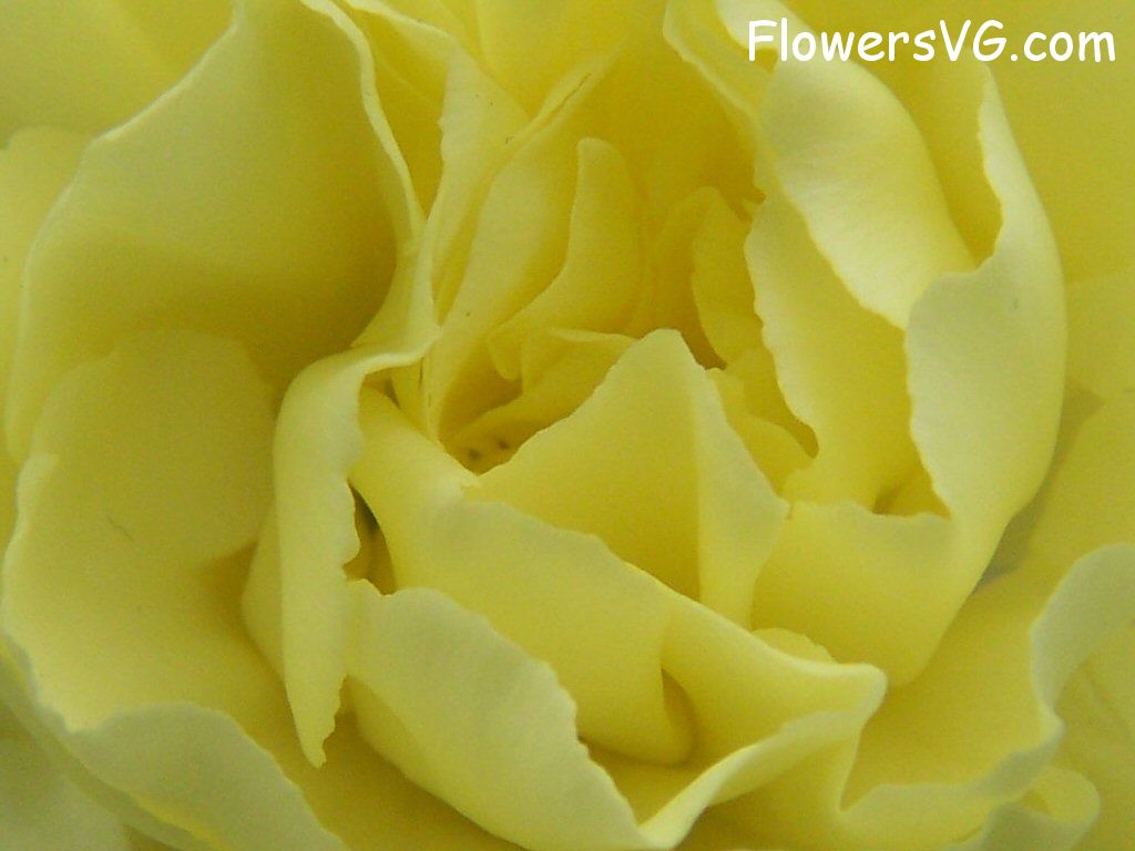 carnation flower Photo flowers_pics_3219.jpg