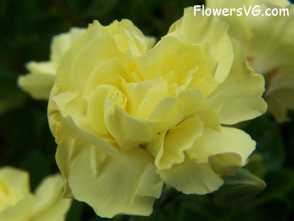 carnation flower Photo flowers_pics_3222.jpg