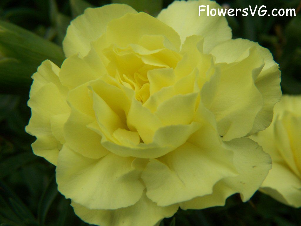 carnation flower Photo flowers_pics_3230.jpg